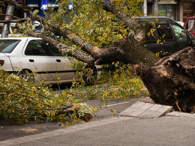 La caída de un árbol por el viento daña coches aparcados en Francisco de Ibarra