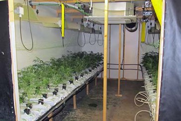 El fuerte olor a marihuana permite desmantelar una plantación en un pabellón industrial de Zaldibar