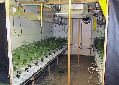 Las plantas de marihuana detectadas por la Ertzaintza en Zaldibar.