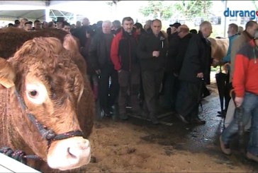 La Feria de San Blas reunirá a cerca de 250 cabezas de ganado y 120 puestos agrícolas en Abadiño