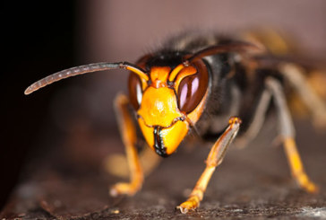 Hontza Museoa enseñará a crear trampas contra la avispa asiática en un taller sobre este insecto invasor