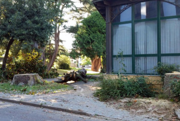 El Ayuntamiento de Abadiño aclara que el magnolio fue talado por el dueño del restaurante