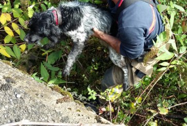 Bomberos rescatan a un perro que había caído a un agujero de tres metros en Mañaria