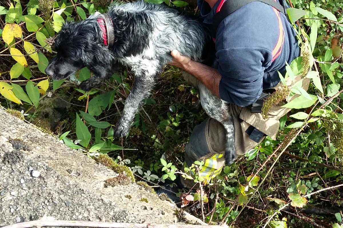 Bomberos rescatan a un perro que había caído a un agujero de tres metros en Mañaria