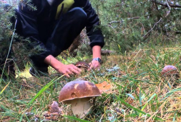 Mikologia Jardunaldiak ospatuko dituzte gaur eta bihar