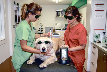 “La terapia láser reduce el dolor de las mascotas y acelera su recuperación”