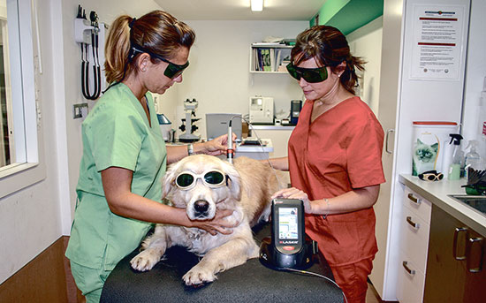 “La terapia láser reduce el dolor de las mascotas y acelera su recuperación”