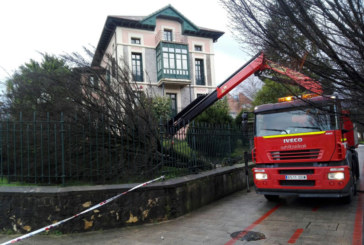 Los bomberos retiran varios árboles derribados por el temporal