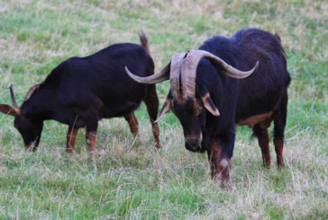 Un vecino de Elorrio denuncia <br /> el robo de un rebaño de 39 cabras <br /> ‘azpi gorri’ en Berriz