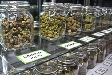 Absueltos siete miembros de una asociación de cannabis de Durango donde incautaron 1.000 plantas