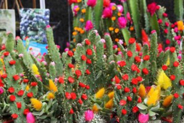 Los amantes de las flores tienen una cita el domingo en Garai
