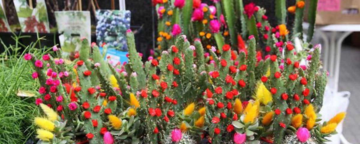 Los amantes de las flores tienen una cita el domingo en Garai