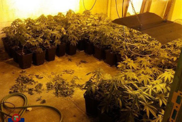 La Ertzaintza incauta un millar de plantas de marihuana en una finca rural de Abadiño
