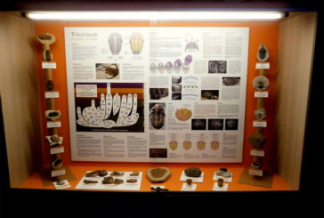 Trilobiteei eta Paleozokoari buruzko erakusketak eskainiko ditu Mañariko Hontza Museoak