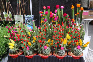 Garai se llena de flores y plantas