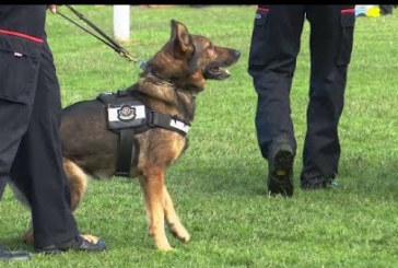 Ertzainas con perros y un helicóptero persiguen a los autores de un robo en un bar de Durango