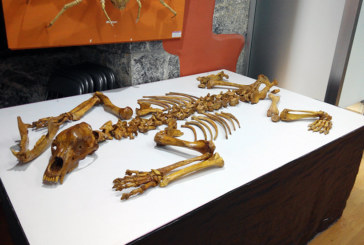 Los osos de Askondo protagonizan la nueva exposición temporal que ofrece Hontza Museoa