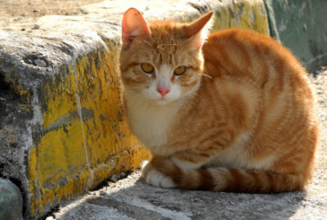 Berriz detecta un intento de envenenamiento de gatos