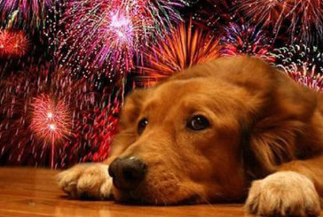 El Ayuntamiento de Amorebieta pide un uso responsable de la pirotecnia en la noche de Fin de Año