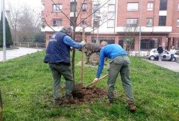 120 árboles más en Durango