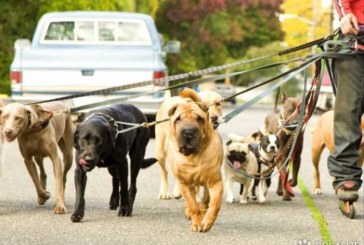 El Ayuntamiento de Abadiño impulsa una campaña para recordar las obligaciones de tener perro