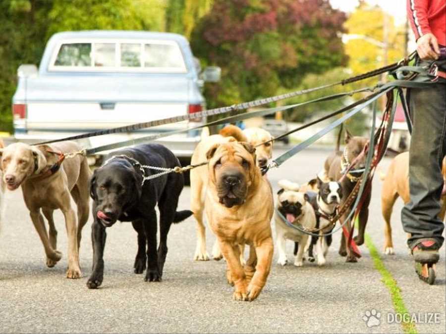 El Ayuntamiento de Abadiño impulsa una campaña para recordar las obligaciones de tener perro