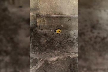 Fumigan el pórtico de Santa María de Durango tras la plaga de cucarachas grabada por una vecina