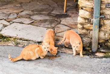 Abadiño controlará la alimentación y la salud de sus colonias de gatos