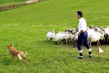 Los mejores perros pastor se citarán en Garai este sábado para disputar el Campeonato de Euskal Herria