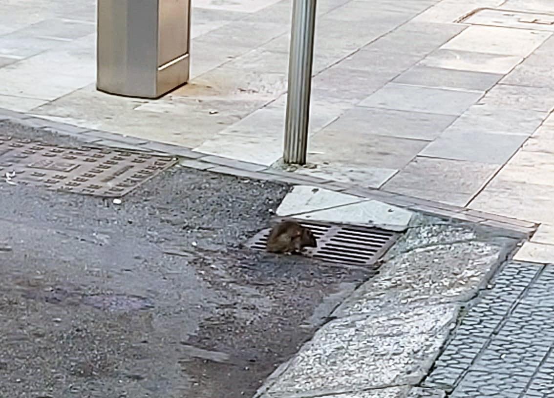 El Ayuntamiento de Durango atribuye la mayor presencia de ratas en la calle a distintas obras