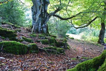 El programa ‘Ibiliaz ezagutu’ organiza marchas por la costa vizcaína y Urbasa para primavera