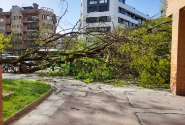 El viento tira dos árboles junto a la parada de autobús de Madalena