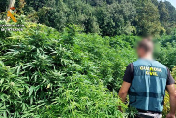 Desmantelan una plantación de marihuana en Amorebieta en el marco de una operación en Bizkaia