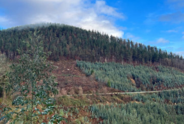 Iurreta plantará especies arbóreas autóctonas en las 9,6 hectáreas de monte que acaba de comprar