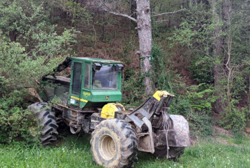 Berriz comienza la tala de pinos en Lehendakari Agirre y el velódromo por motivos de seguridad