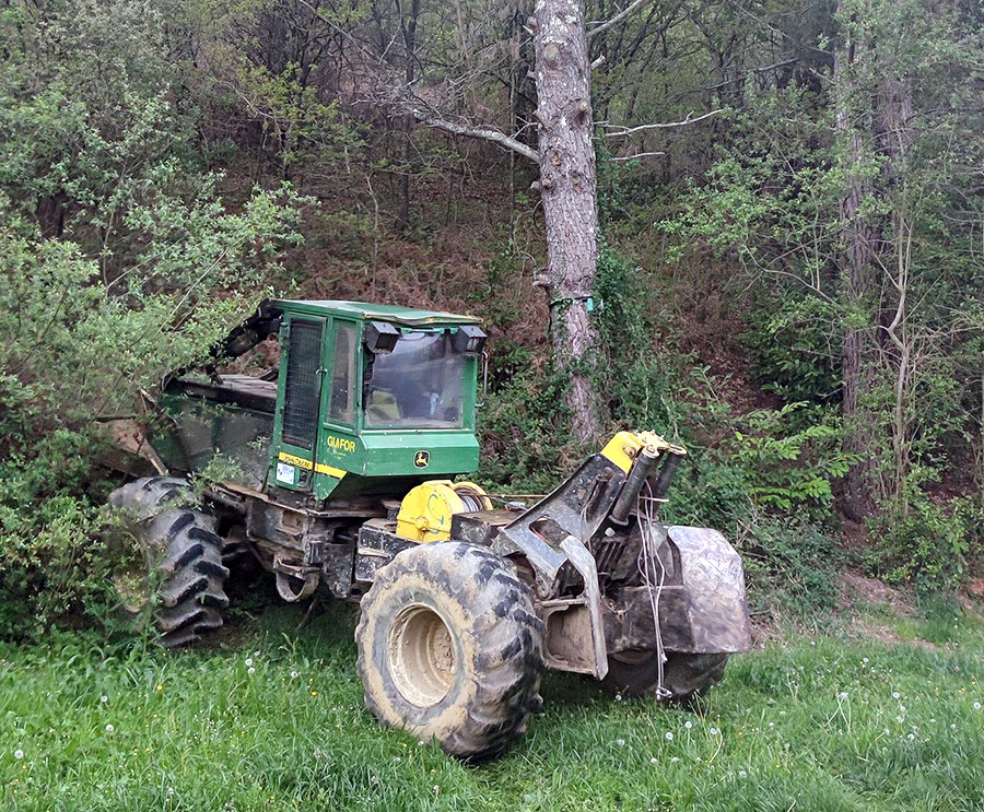 Berriz comienza la tala de pinos en Lehendakari Agirre y el velódromo por motivos de seguridad