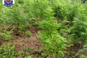 La Ertzaintza abre diligencias a un joven de 26 años por una plantación de marihuana en Berriz