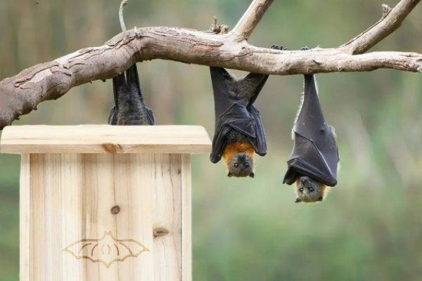Abadiño organiza para el sábado un paseo guiado que recorrerá las zonas donde anidan murciélagos