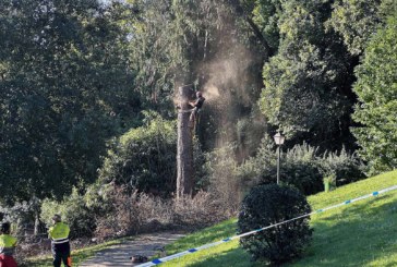 Talado un ciprés del jardín botánico de Berriz por motivos de seguridad