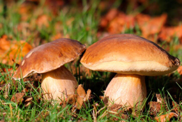 Amorebieta acogerá el fin de semana sus Jornadas Micológicas