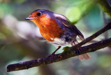 Berrizko Txori Kantarien Lehiaketa igande honetan ospatuko da
