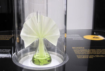 Una muestra profundiza en el olfato, el sentido más olvidado