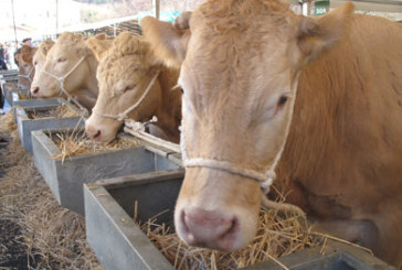 El iurretarra Jon Koldo Bikandi gana el premio al mejor lote de animales de la feria