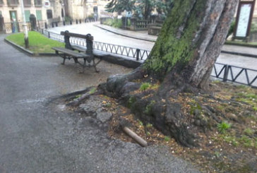 Árbol a punto de caerse en el parque Pinondo
