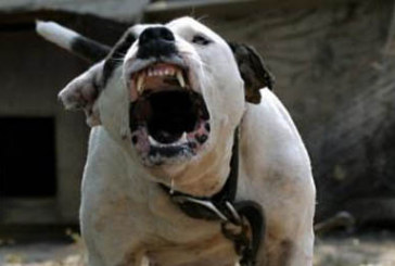 Los propietarios de perros peligrosos deberán registrarlos antes del 30 de septiembre