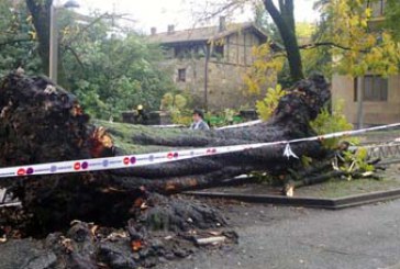 El fuerte viento tumba uno de los árboles de Pinondo