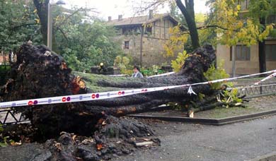 El fuerte viento tumba uno de los árboles de Pinondo