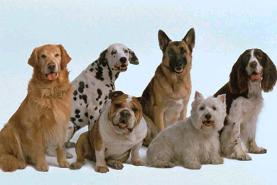 Perros de 200 razas competirán en una exposición internacional
