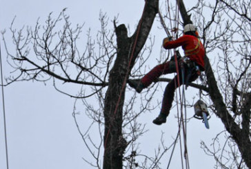 Espectacular poda de chopos
