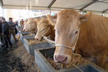 Más de cien cabezas de ganado en la Feria de San Blas
